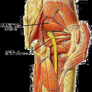 Information On Sciatic Nerves - Sciatica Symptoms