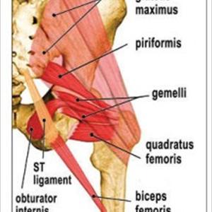 Sciatic Nerve Diagram Videos - The Best & Quickest Exercise To Relieve Sciatica